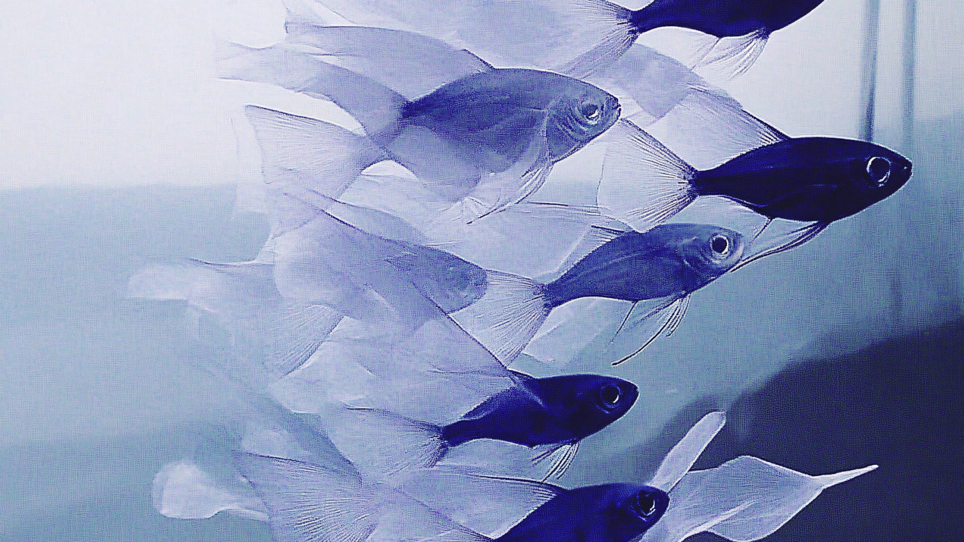深海蓝鱼群