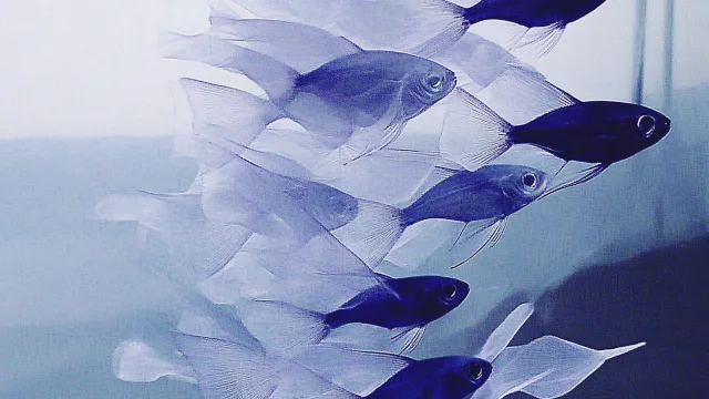 深海蓝鱼群