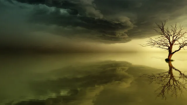 孤树映水中