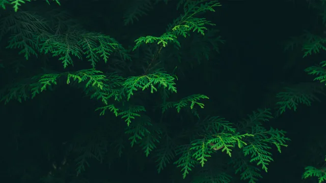 幽绿枝叶光影
