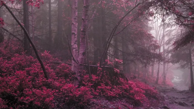 紫雾森林秘境