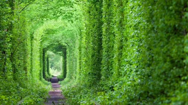 绿荫隧道壁纸