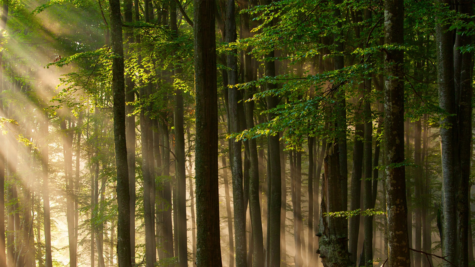 阳光穿透森林