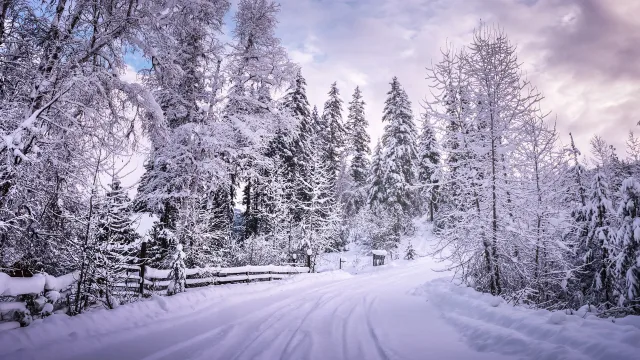 雪径林间幽