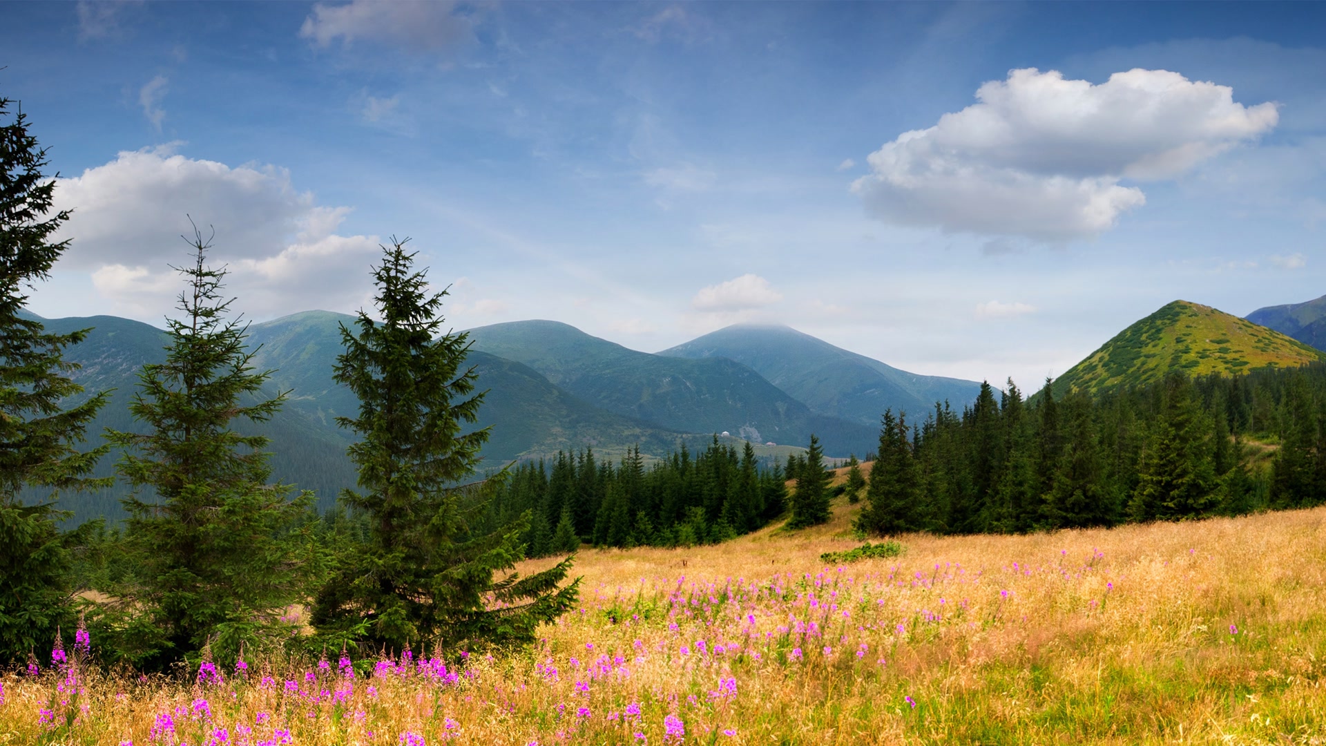 高山松林风景