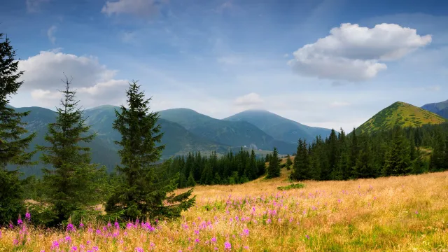 高山松林风景