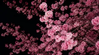 樱花绽放夜色中