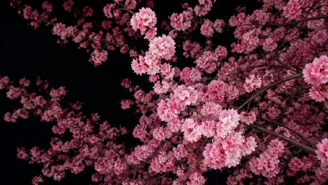 樱花绽放夜色中