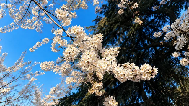 春枝映晴空