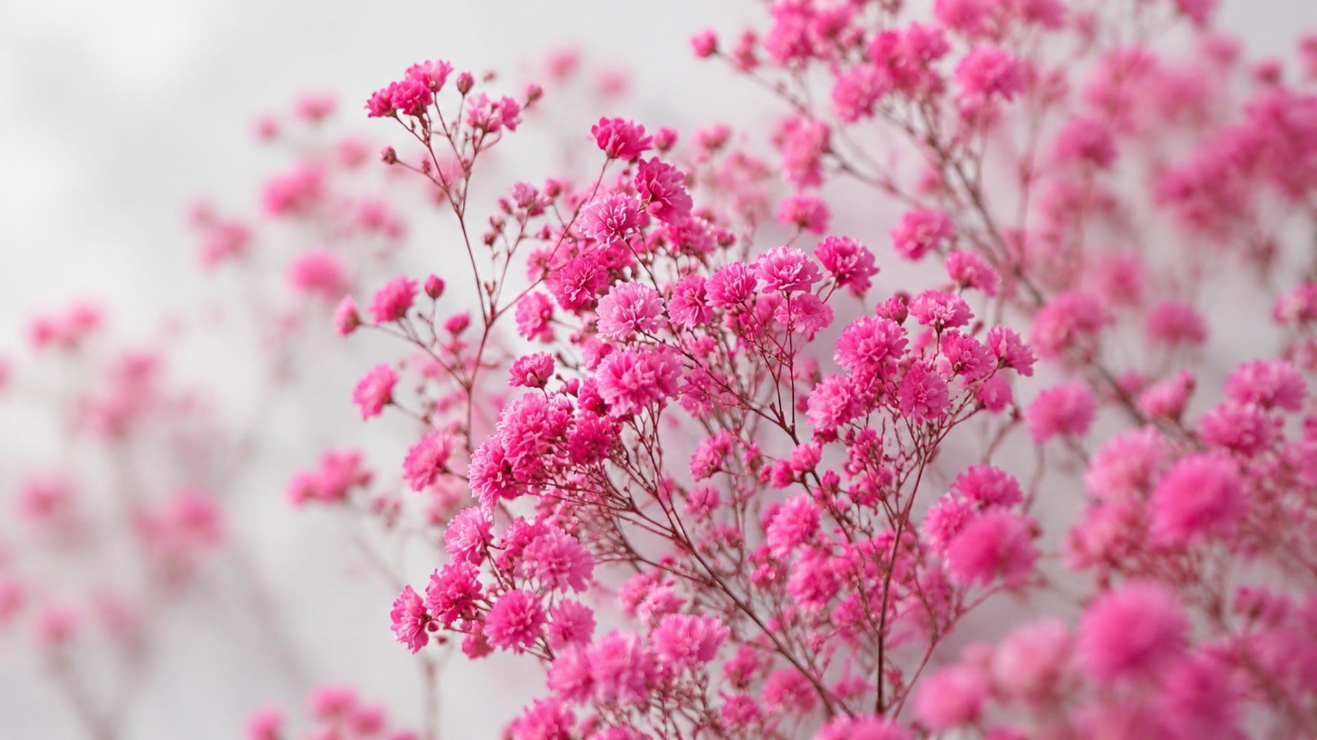 粉色花海壁纸