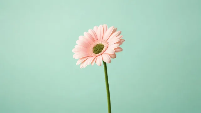 薄荷粉菊花壁纸