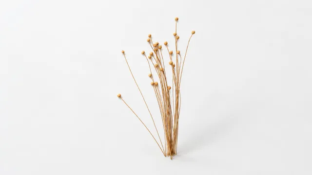 极简干花静物