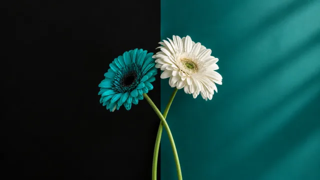 青白双生花语