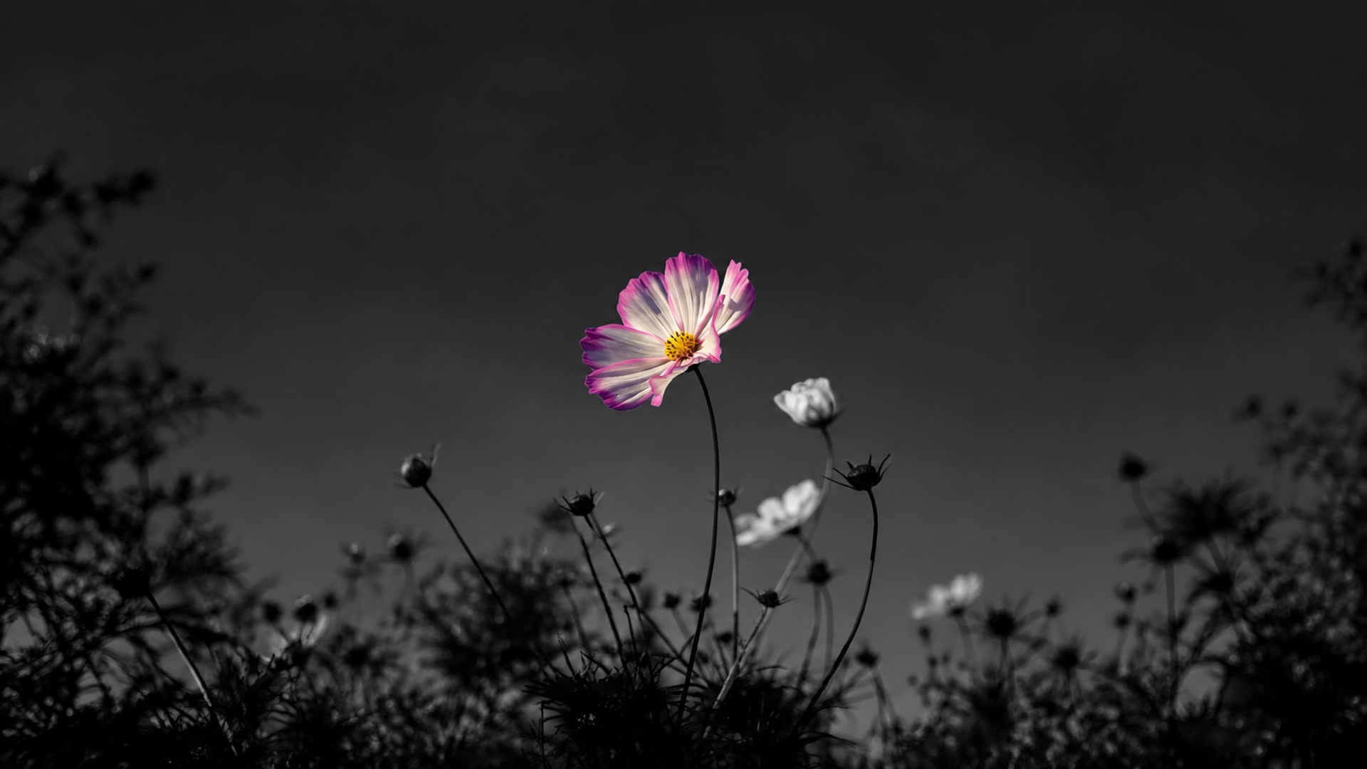 暗夜绽放的花
