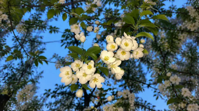 春日梨花绽放