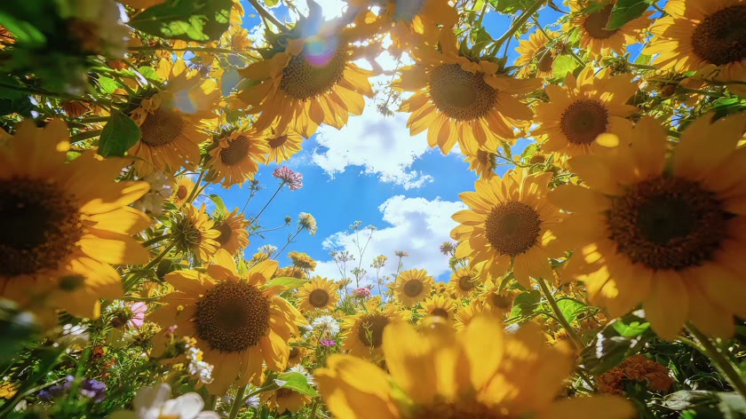 向阳花开正好