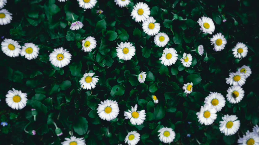清新雏菊花海