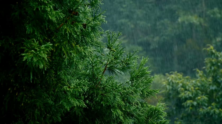翠柏沐雨含烟